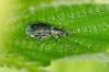 Phyllobius pomaceus